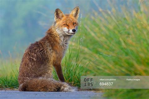 A Red Fox Sitting On The Side Of A Road Next To Some Tall Green Grass