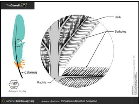 Anatomie Examen Labo Flashcards Quizlet