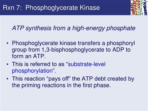 Ppt Chapter 18 Glycolysis Powerpoint Presentation Free Download Id327724