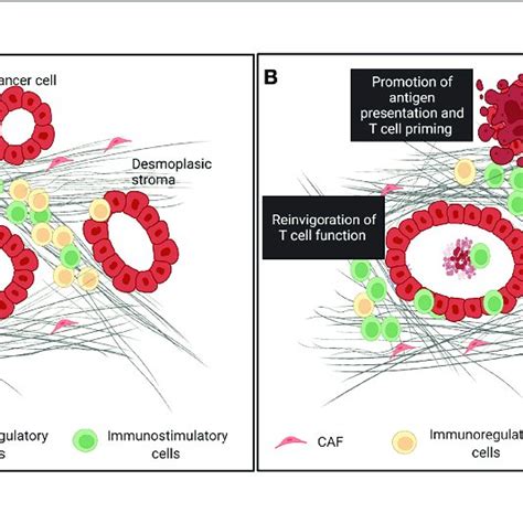 The Tumor Microenvironment Of Pancreatic Ductal Adenocarcinoma And Download Scientific