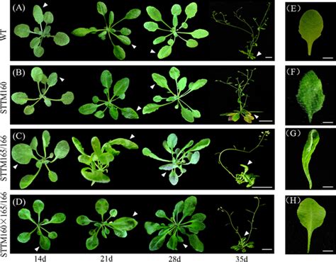 Mir160和mir165 166之间的相互作用控制拟南芥叶片发育和耐旱性。scientific Reports X Mol