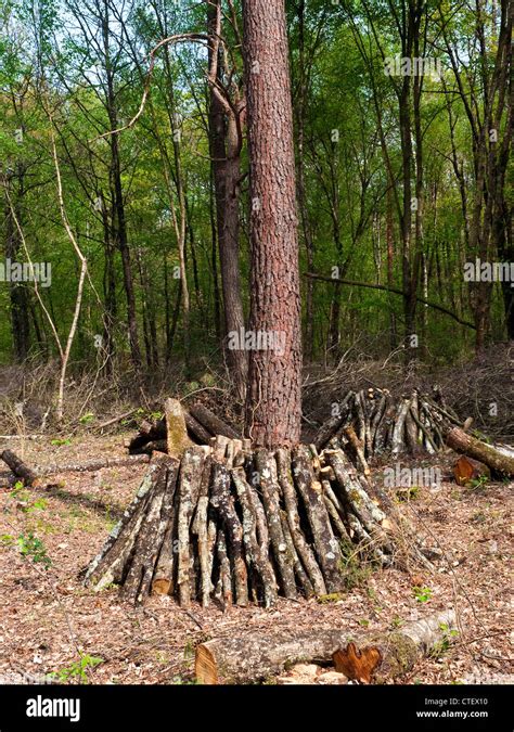 Stacks Of Oak Logs And Branches Drying For Firewood France Stock