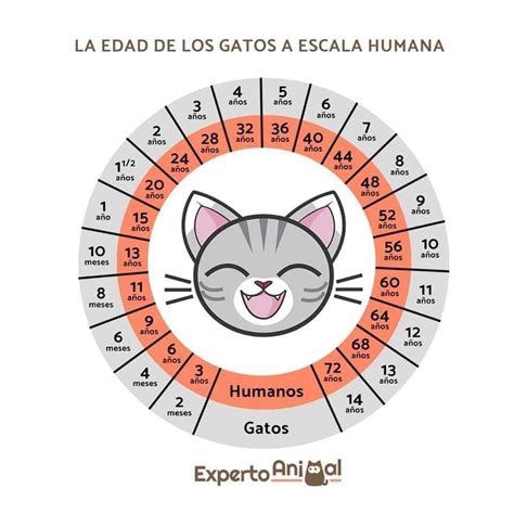 Equivalente Edad De Gatos En Edad Humana Edad De Gatos Gatos Edad Perros Humanos