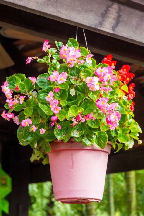 What are the Most Popular Garden Plants?