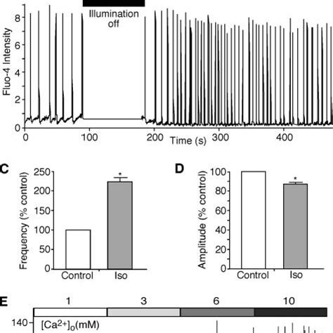 Effect Of PKA Phosphorylation On The Cytosolic Ca 2 Activa