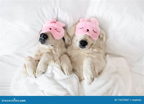 Two Dogs In Sleeping Masks Relaxing On The Bed Stock Image Image Of