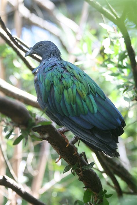 Nicobar Pigeon Zoochat