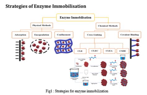 A Review on Approaches for Enzyme Immobilization