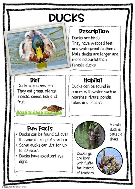 Duck Life Cycle Printable