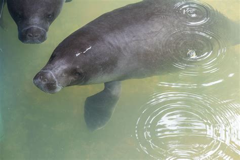 Where are the Amazonian manatees? - Frankfurt Zoological Society