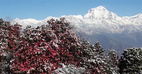 Pokhara Day Trek To Ghorepani Poon Hill And Ghandruk Getyourguide