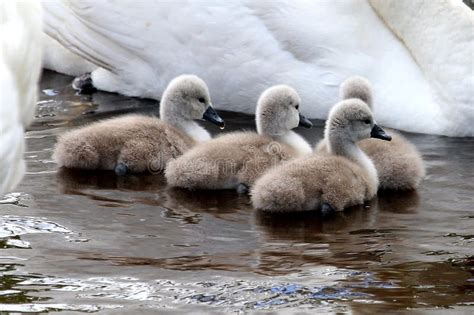 Baby Mute Swans Cygnets In Water Stock Image Image