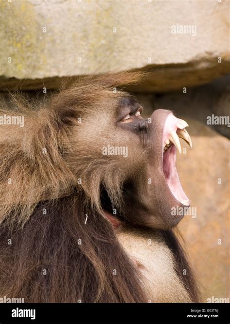 Gelada Hi Res Stock Photography And Images Alamy