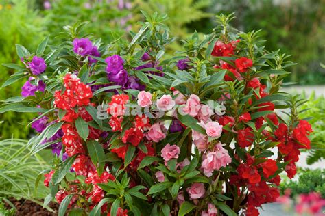 Topo Imagem Impatiens Balsamina Planta Br Thptnganamst Edu Vn