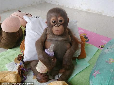 Baby Orangutan Budi Makes Miraculous Recovery Daily Mail Online