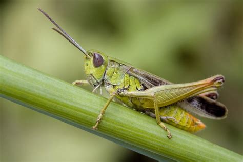 Wonderful Information About the Habitat of Grasshoppers - Animal Sake