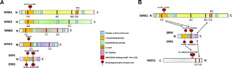 Functional Analysis Of Structural Domains Recognized In Wnk Kinases And