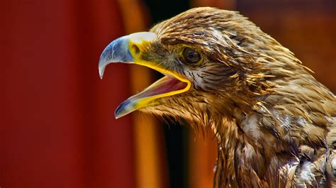 Fotos gratis agua naturaleza pájaro ala animal fauna silvestre