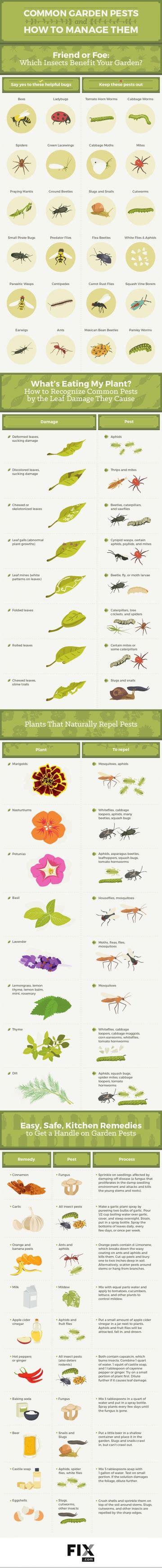 Common Garden Pests How To Manage Them Infographic