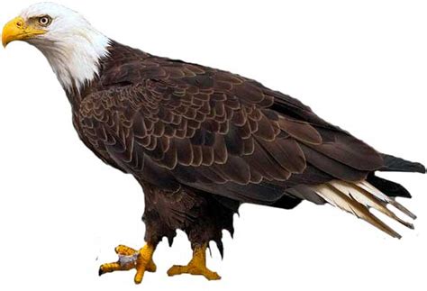 Bald Eagle Information Facts Diet Habitat Science4fun