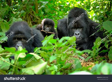 4,143 Gorilla family Stock Photos, Images & Photography | Shutterstock