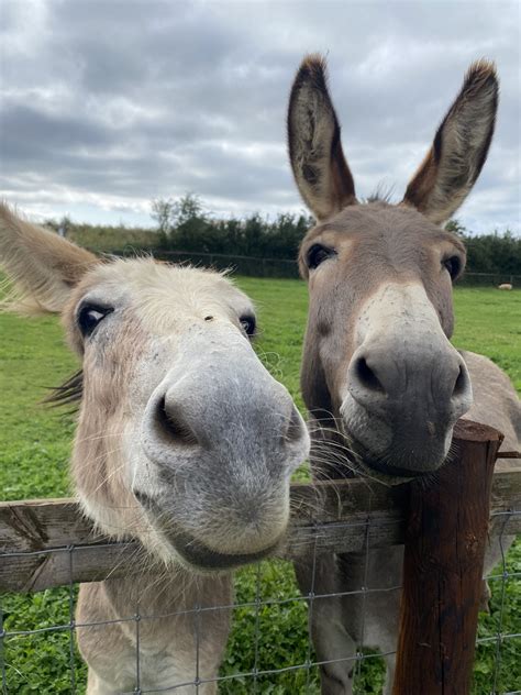 Best Donkeys Can Be Cute Too And Here Are Pics To Prove That