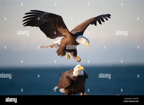 Close Up Of Bald Eagles Haliaeetus Leucocephalus Fighting Stock Photo