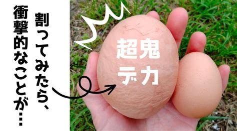 超鬼デカたまごを割ってみたら、衝撃的なことが…！ 昔の味たまご ‐ 生で美味しいのは当然 料理の仕上がりそれが自慢！通販・お取り寄せも