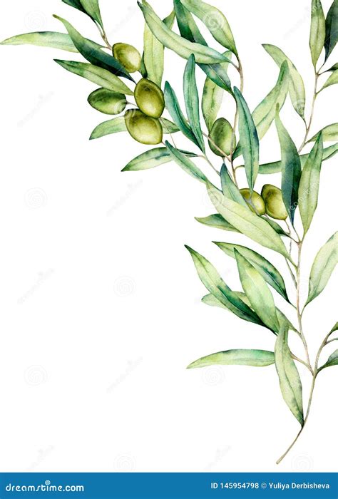 Watercolor Olive Branch Card With Green Olives Leaves Hand Painted