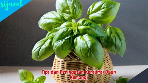 6 Manfaat Daun Kemangi Untuk Asam Lambung Dan Cara Penggunaannya