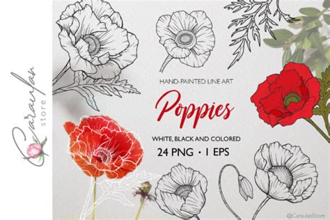 Poppies Line Art PNG, Poppies EPS Graphic by CaraulanStore · Creative Fabrica