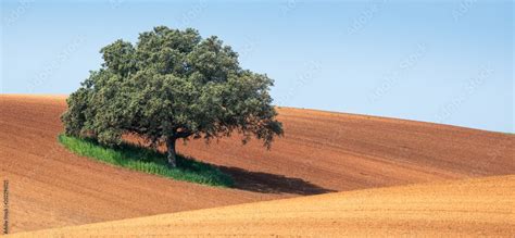 Alentejo Stock Photo | Adobe Stock