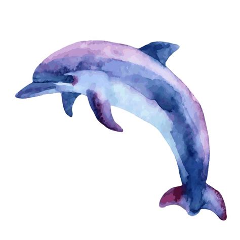 Dolphin Watercolour Royalty Free Images Stock Photos Pictures