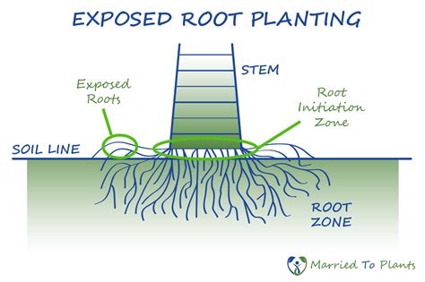 Palm Tree Root System Diagram