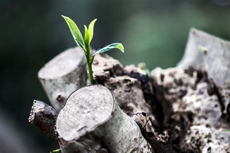 Free Images Tree Nature Branch Growth Plant Leaf Flower Trunk