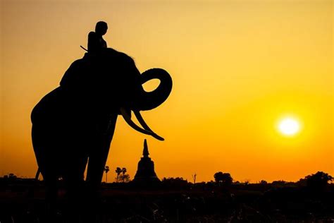 Where To Ride An Elephant In Thailand Elephant Trekking Tours In Phuket
