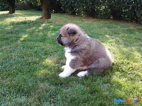 Akita Inu Cuccioli Disponibili In Vendita A Piacenza Pc