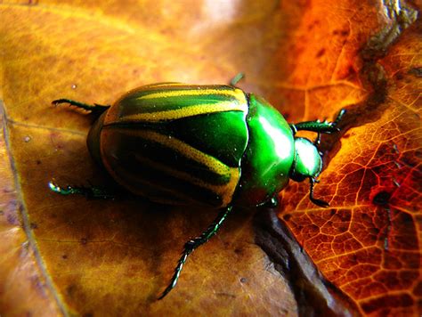 Besouro Verde E Amarelo - Besouro verde e amarelo metálico - Beatle - (ordem: Coleóp… | Flickr
