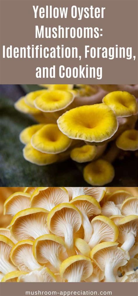 Yellow Oyster Mushrooms Identification Foraging And Cooking