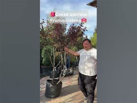 Слива цистена Prunus cistena декоративна багрянолиста слива. Рожеві і ...