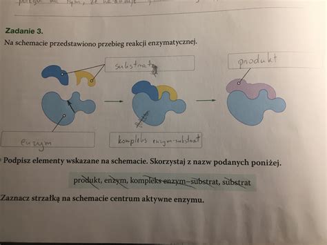 Na Schemacie Przedstawiono Przebieg Reakcji Enzymatycznej A Podpisz