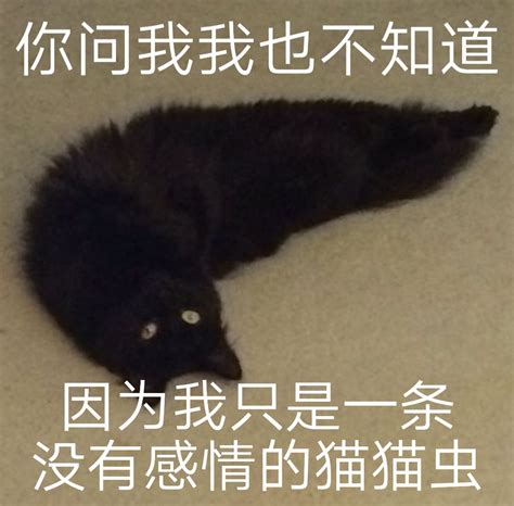 你问我我也不知道因为我只是一条没有感情的猫猫虫 液体猫咪表情包猫猫表情 发表情