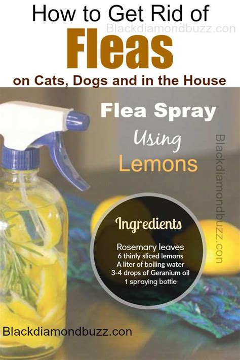 How to Get Rid of Fleas Fast: in the Home, on Dogs, and Cats Naturally