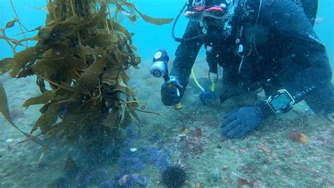 Paradigm Shift On How To Restore Kelp Forests Seatrees