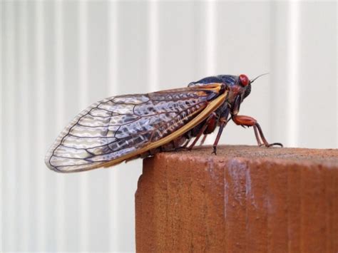 Massospora Cicadina Es Un Parásito Que Te Hace Querer Sexo Y