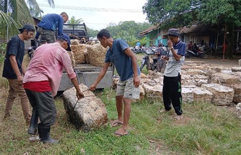 harga karet anjlok usai lebaran petani  jujuhan bungo menjerit