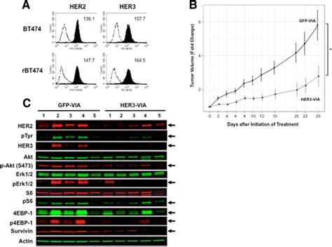 In Vivo Effects Of Human Epidermal Growth Factor Receptor 3 Her3 Download Scientific Diagram