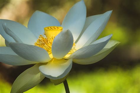 Que Significa La Flor De Loto Diario Acoruña