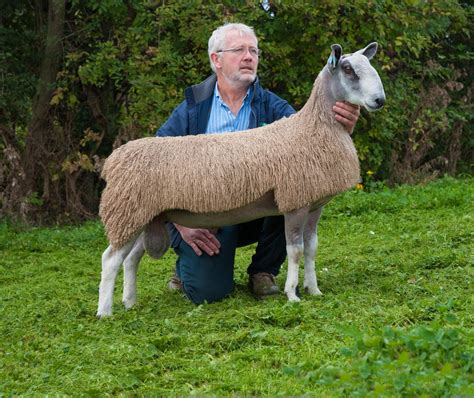 Welshpool Ram & Female Sale | Bluefaced Leicester Sheep Breeders ...