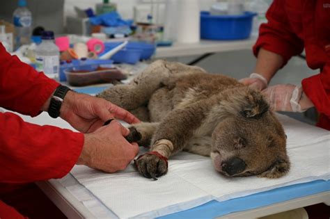 Koalas Are Endangered Now And Climate Change Is A Big Reason Why